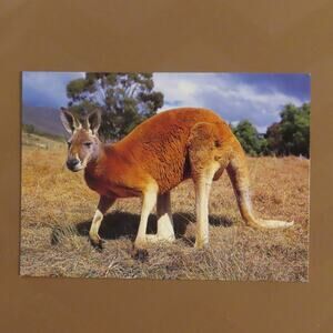 Vintage Red Kangaroo Australia VTG Postcard